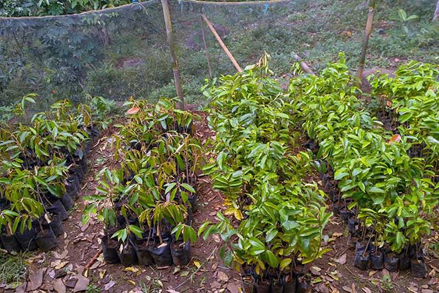 Kegiatan di Bidang Usaha Milik Karang Taruna